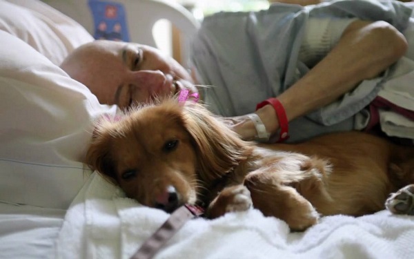 pet therapy
