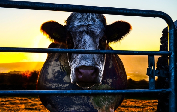 Cowspiracy evi