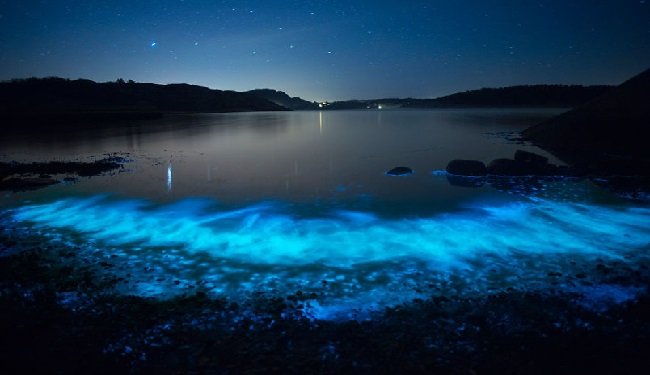 I segreti del mare fluorescente e del plancton fluorescente
