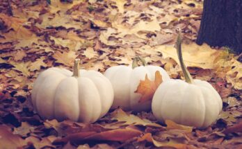 Ricette con la Zucca: l’ortaggio che colora le tavole autunnali