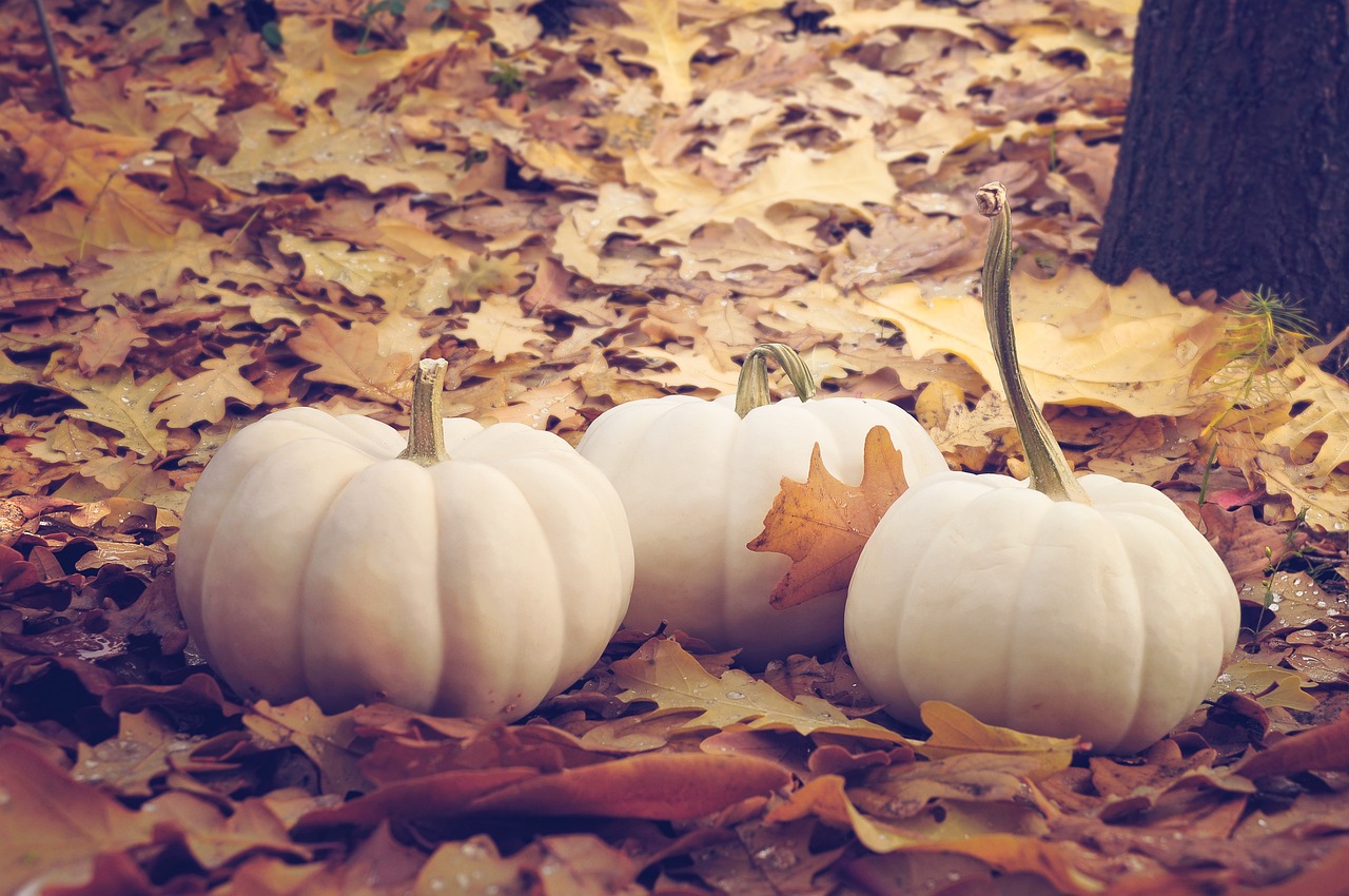 Ricette con la Zucca: l’ortaggio che colora le tavole autunnali