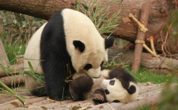 Animali in via di estinzione: gli 8 più a rischio