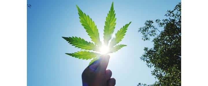 Legalizzazione marijuana e cannabis, a che punto siamo in Italia?