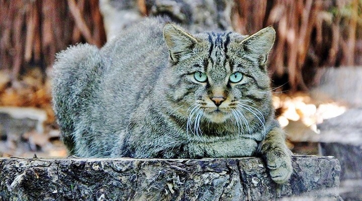 Gatto selvatico: raro avvistamento nel Parco dei Monti Aurunci