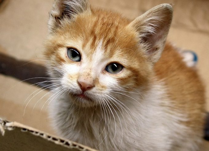 Il gatto di Schrödinger, le interpretazioni del paradosso | Eroica