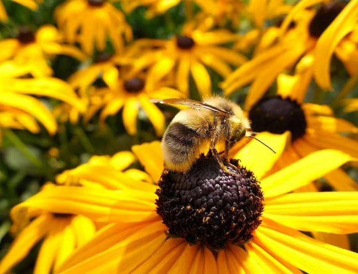 Moria delle api: i rischi per l'ecosistema