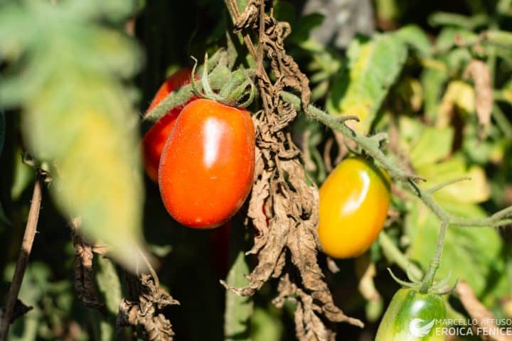 Il Pomodoro Cannellino Flegreo: sfida contro il tempo