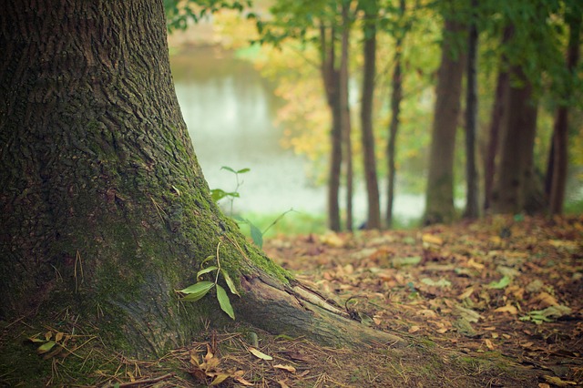 Nous les Arbres