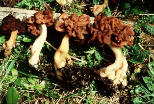 Funghi mortali e velenosi: Gyromitra esculenta