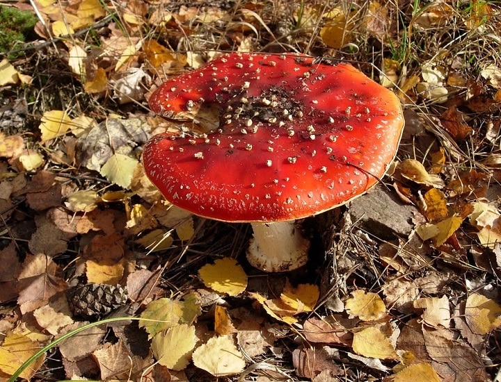 Funghi mortali: i 10 più tossici e velenosi in Italia