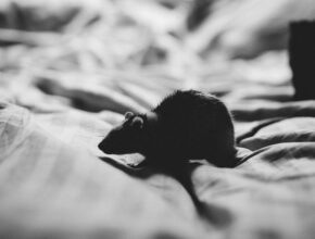 Musofobia: una paura diffusissima. Cos'è e come combatterla