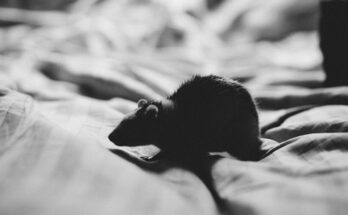Musofobia: una paura diffusissima. Cos'è e come combatterla