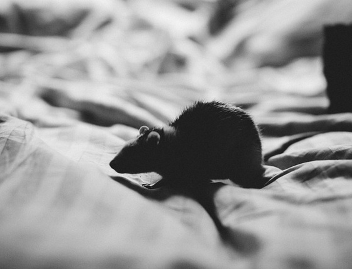 Musofobia: una paura diffusissima. Cos'è e come combatterla