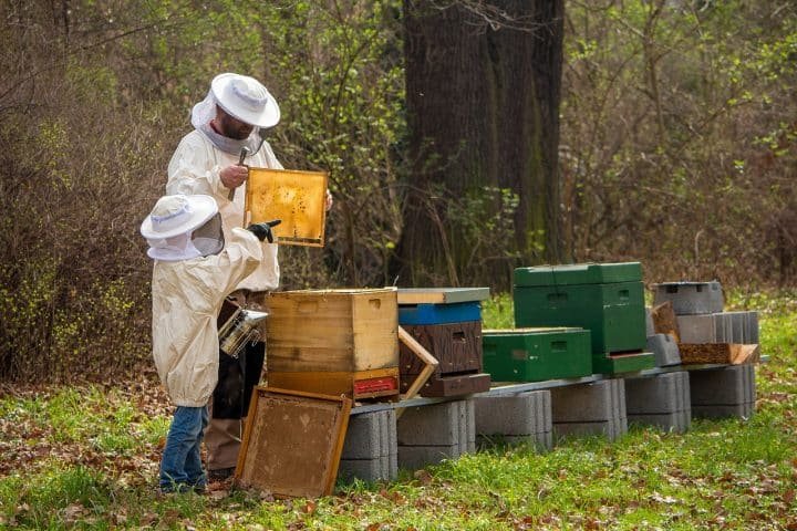 Come la Slovenia sta salvando le api