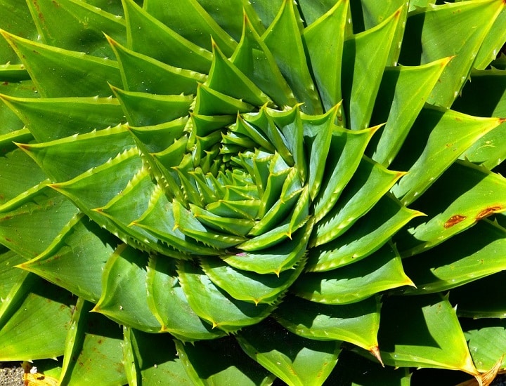 aloe