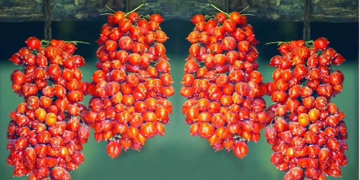 L isola d'Ischia e la tradizione dei Piennoli di pomodoro