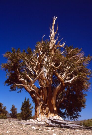 Great Basin Bristlecone Pin