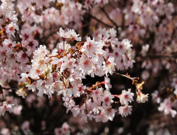 Poesie sulla primavera