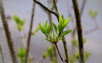 Germogli primaverili: cereali, soia e tanto altro ancora