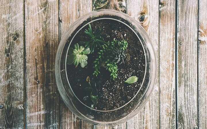 Cos'è un Terrario, noto anche come terrarium