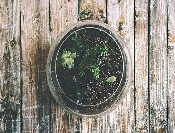 Cos'è un Terrario, noto anche come terrarium
