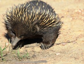 Echidna