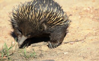 Echidna