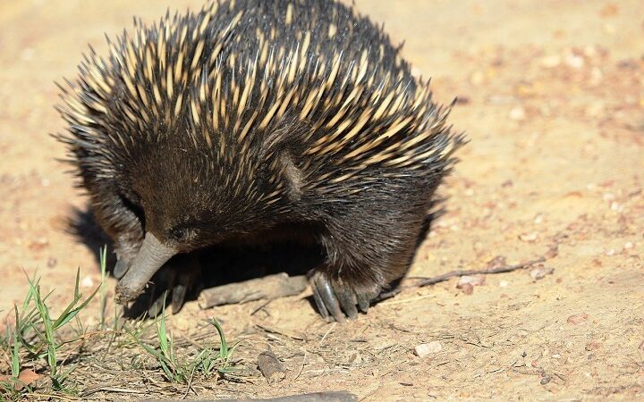 Echidna