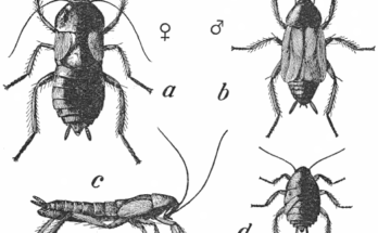 simbologia scarafaggio