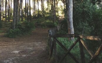Trekking a Ischia: guida completa ai migliori sentieri