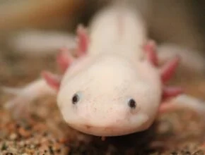 La salamandra e la sua capacità rigenerativa