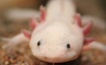 La salamandra e la sua capacità rigenerativa