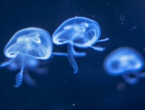 Le meduse e i loro superpoteri