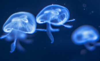 Le meduse e i loro superpoteri