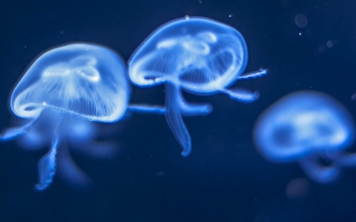 Le meduse e i loro superpoteri