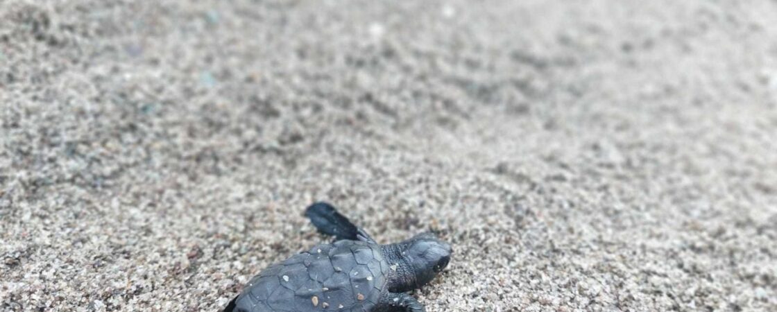 Ischia: stupore per la nascita di 60 caretta caretta