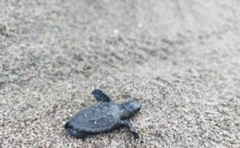 Ischia: stupore per la nascita di 60 caretta caretta