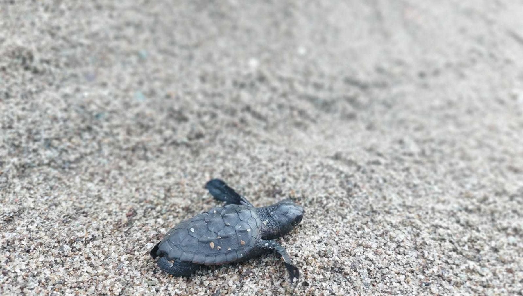 Ischia: stupore per la nascita di 60 caretta caretta