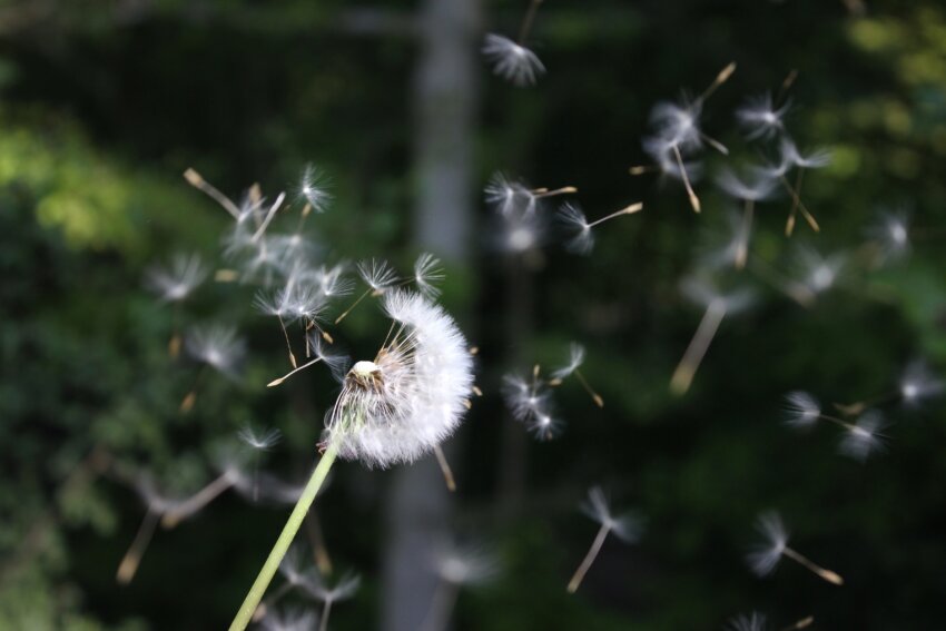 poesie sul vento