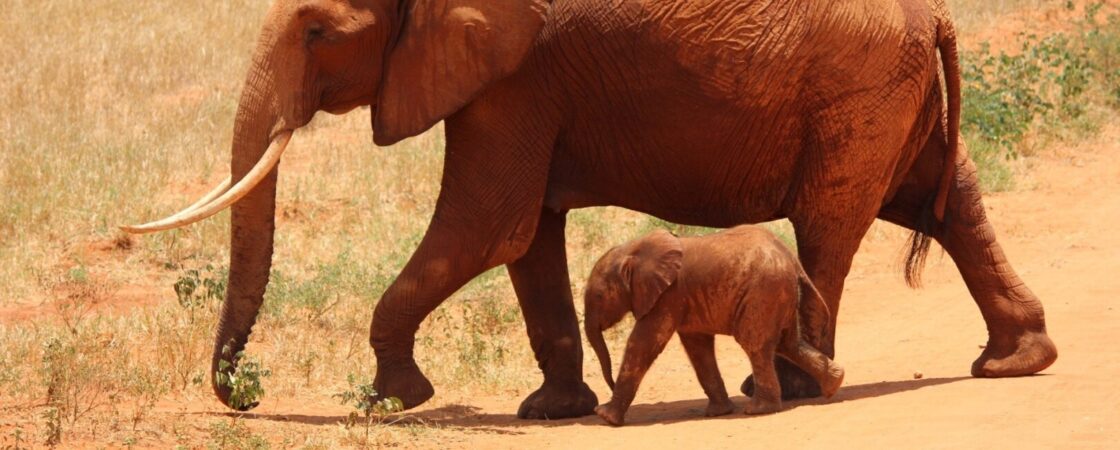 Come lavorare con gli animali