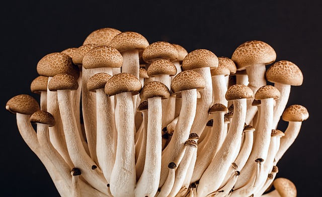 Funghi commestibili