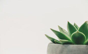 minimalismo e minimalista