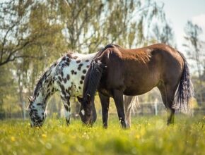 I cavalli dei cowboy: le 6 razze principali