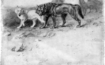 Lobo di Currumpaw: il re dei lupi