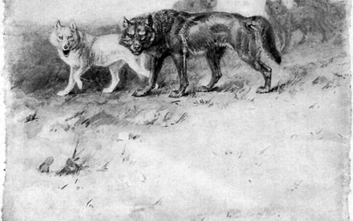 Lobo di Currumpaw: il re dei lupi