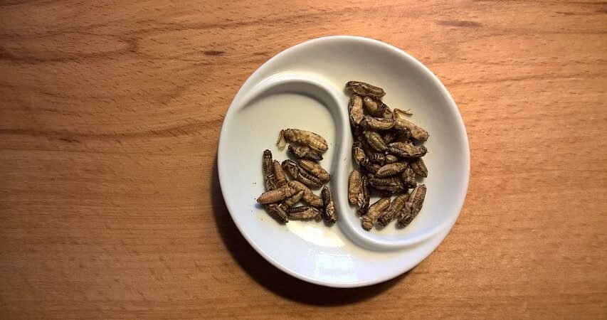Le farine di insetto sono una valida alternativa?