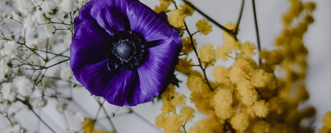 I simboli della Festa della Donna: dalla violetta alla mimosa
