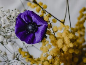 I simboli della Festa della Donna: dalla violetta alla mimosa