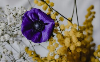 I simboli della Festa della Donna: dalla violetta alla mimosa