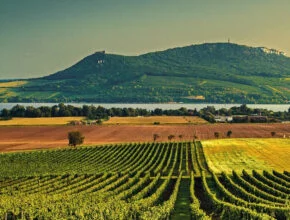 Moravia: la regione dove la birra e il vino si incontrano